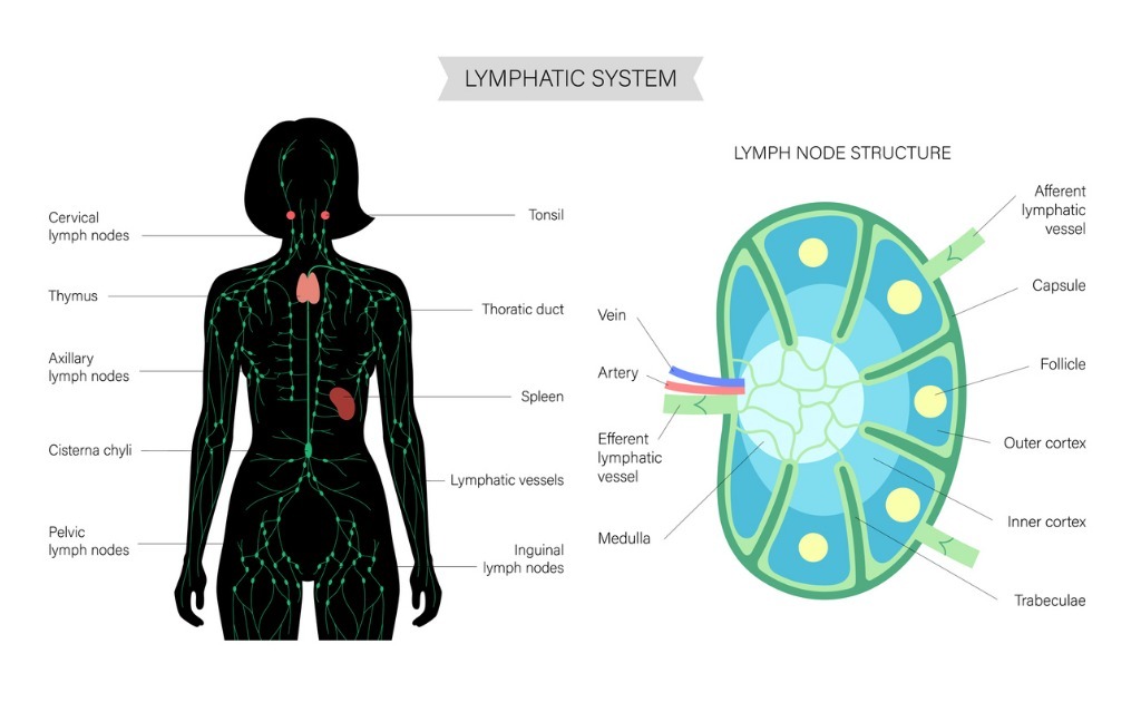 Lymphatic System
