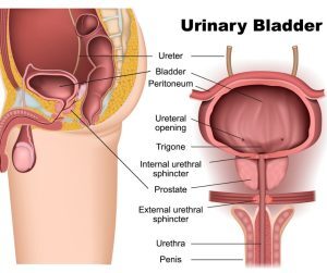 Diagram of the urinary bladder at Vedas Medical Spa & Wellness Center